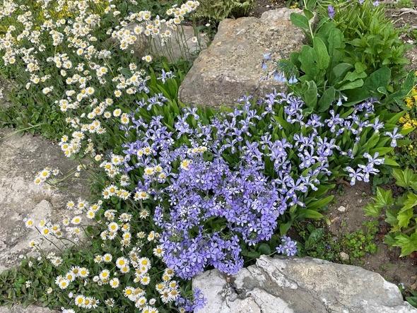 Blue flowers in garden