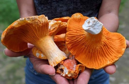 Summertime Mushrooms 
